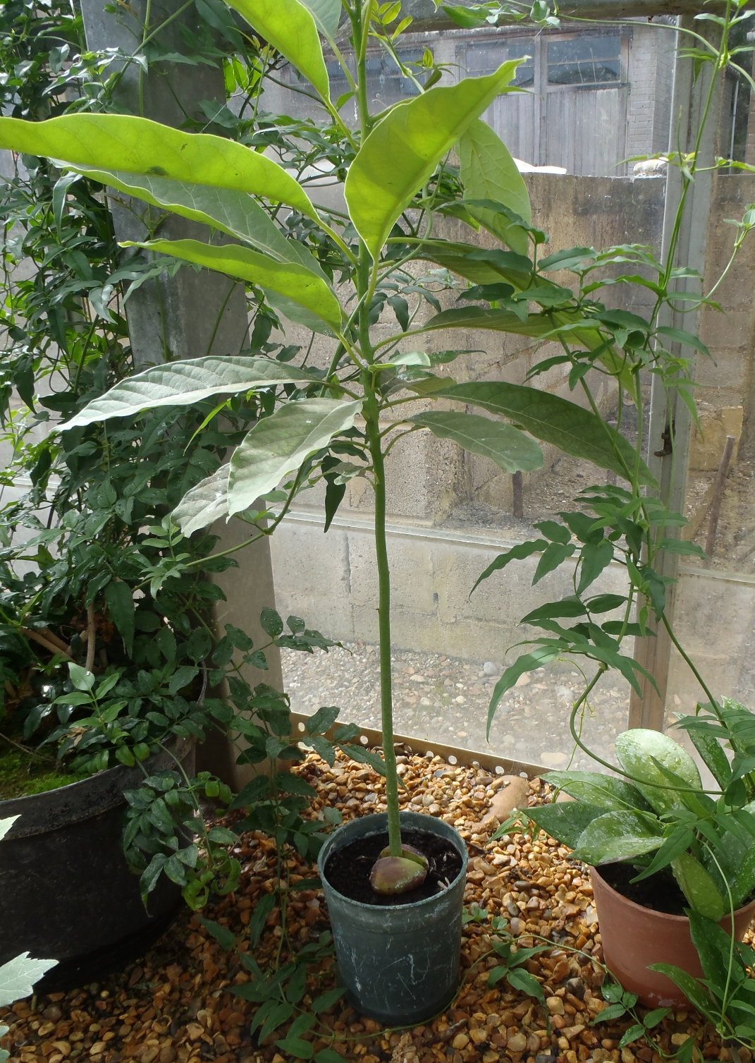 Авокадо Хасс растение