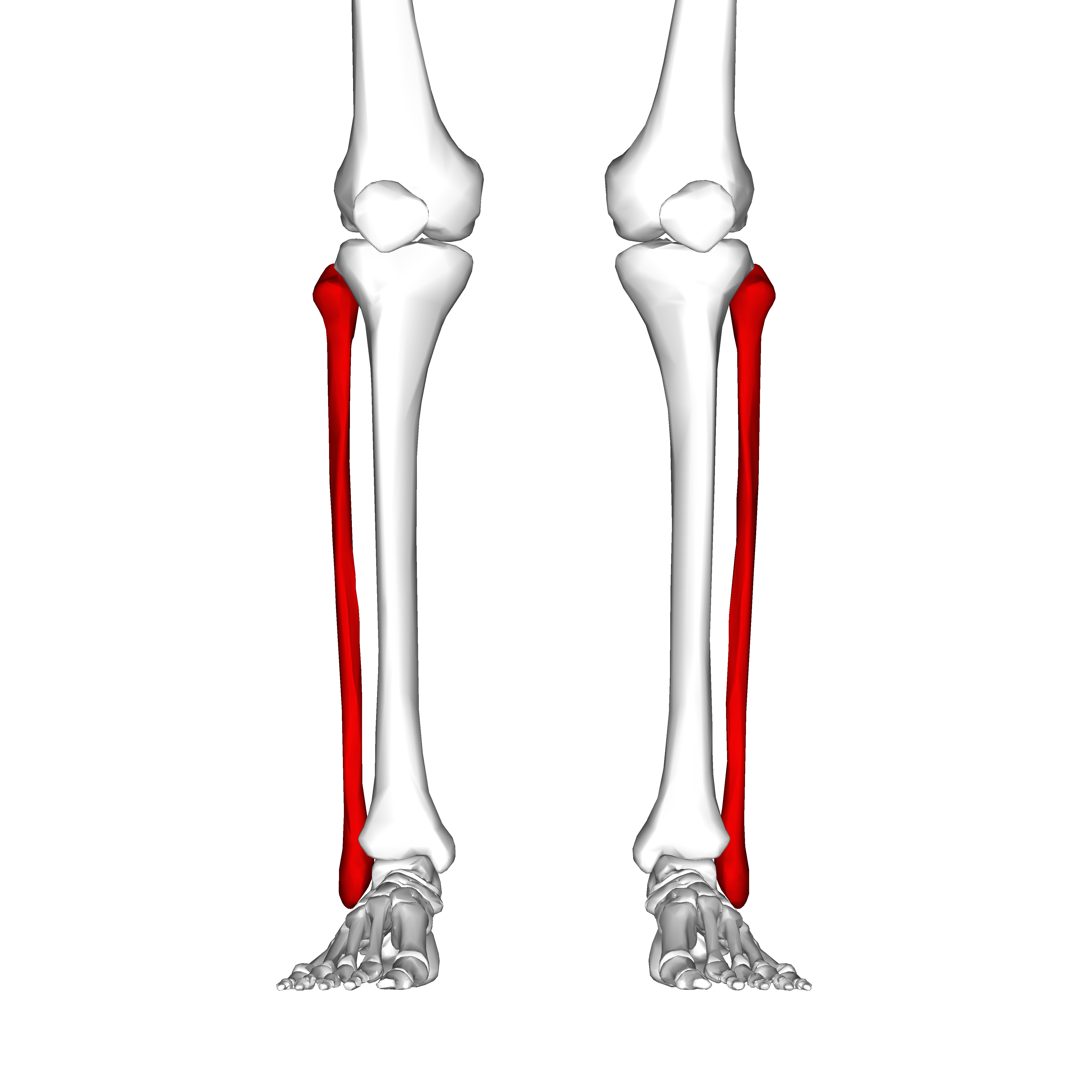 Малоберцовая кость анатомия. Малоберцовая кость в кости. Малая берцовая кость анатомия. Берцовая и малоберцовая кость.