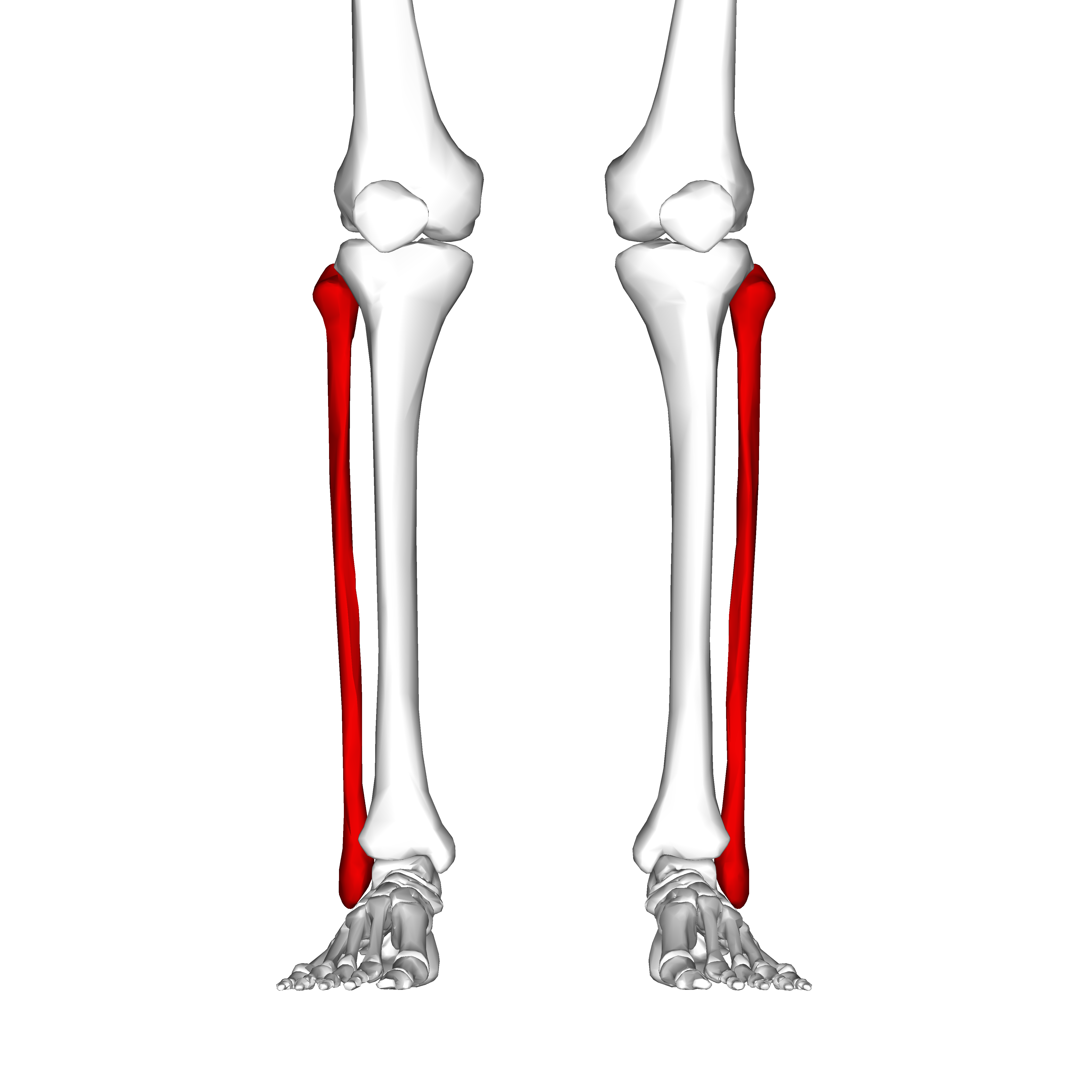 Малоберцовая. Малоберцовая кость (Fibula). Кости малоберцовая кость. Берцовая и малоберцовая кость. Малоберцовая кость перелом анатомия.